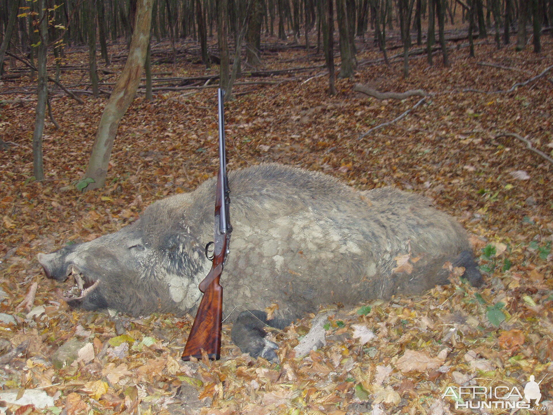 my 9.3x74r jefferys double rifle and a hungarian boar