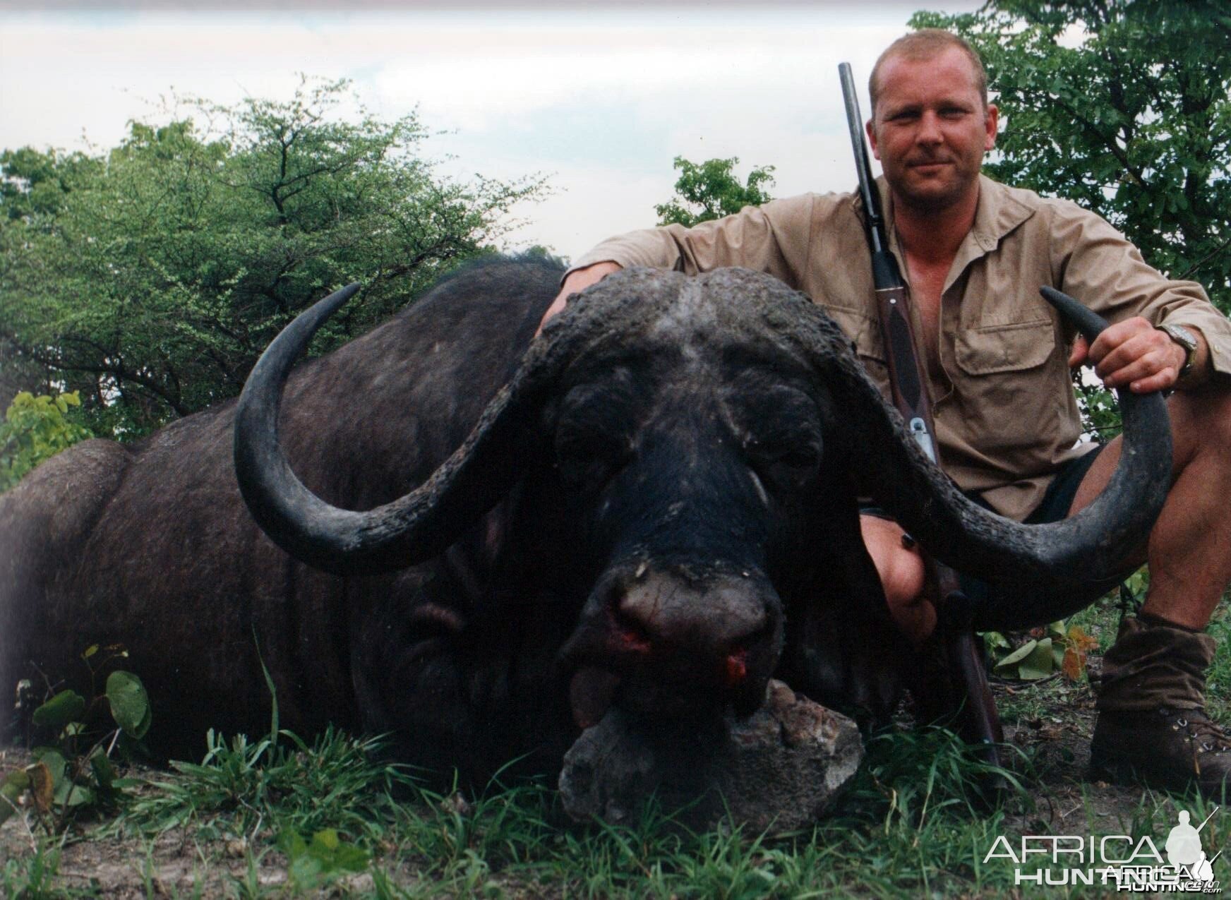 My Cape Buffalo hunted in Zimbabwe 43 inches