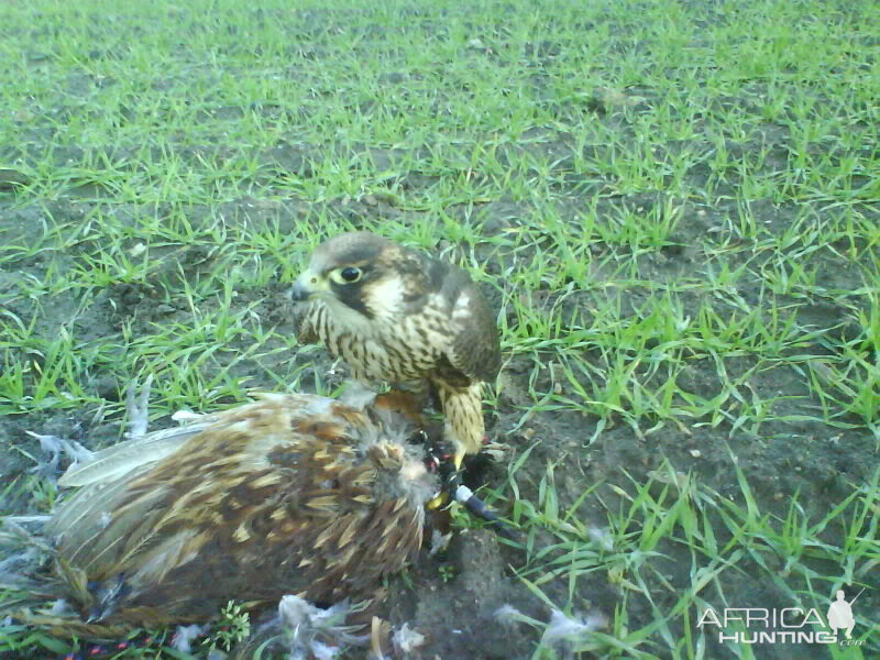 My female Falcon on her first cock pheasant
