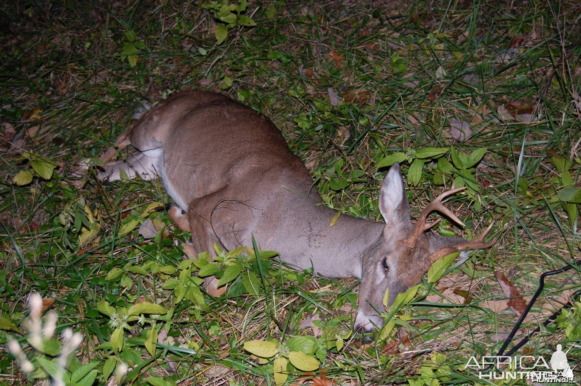 My first buck with a bow was a 42 yard quartering away heart shot