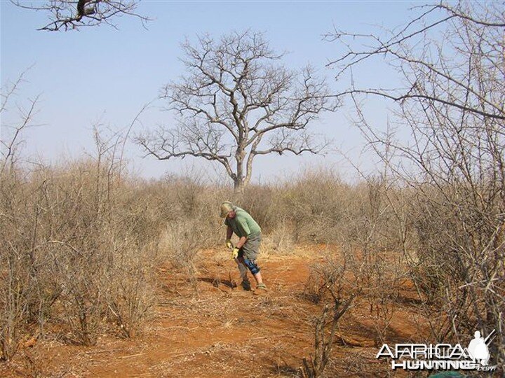 My Leopard Hunt with Motsomi Safaris in South Africa