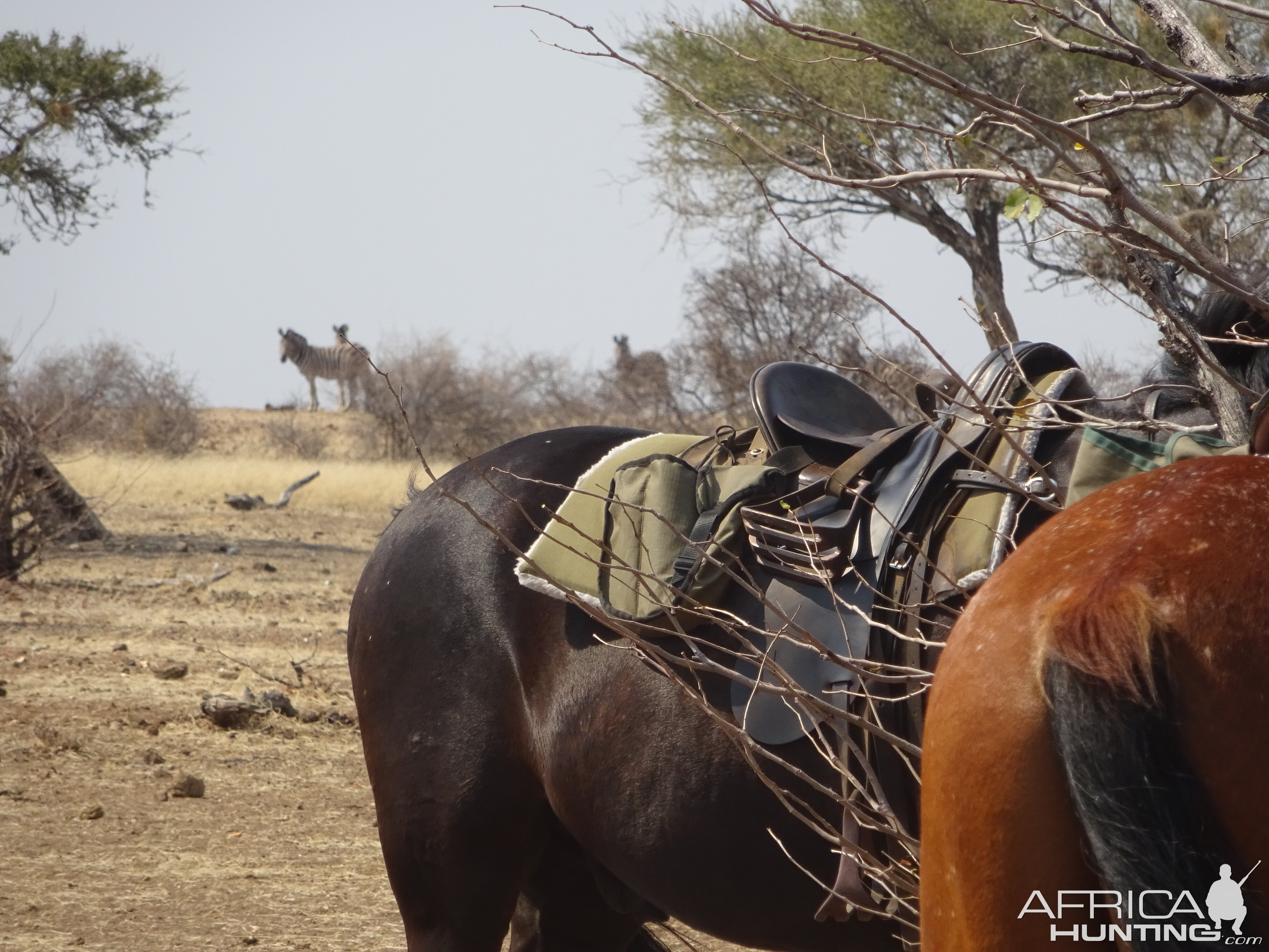 My rifle,my pony and me