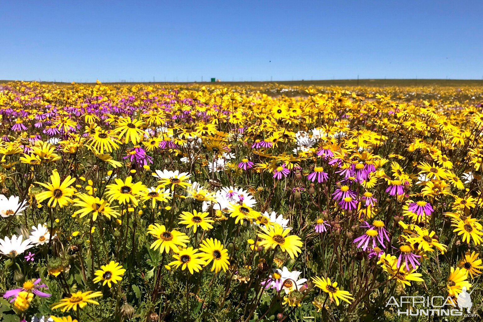 Namaqualand in full bloom