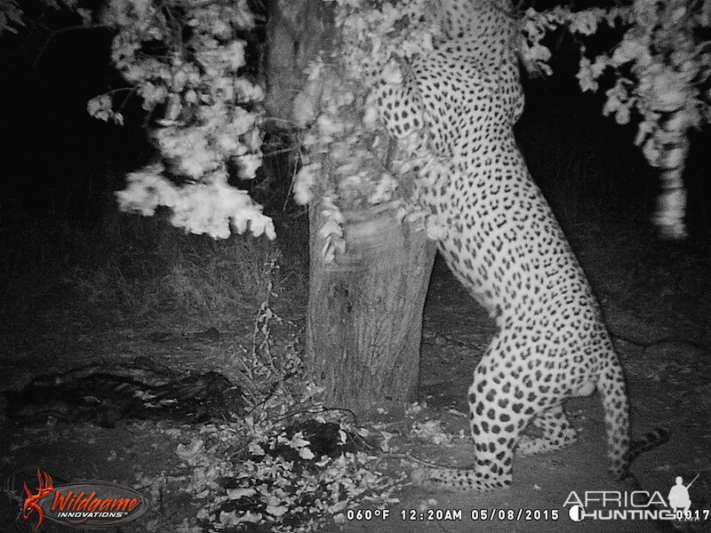 Nambia Leopard Trail Cam