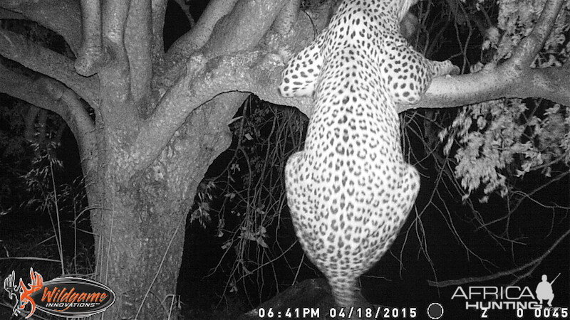 Nambia Leopard Trail Cam