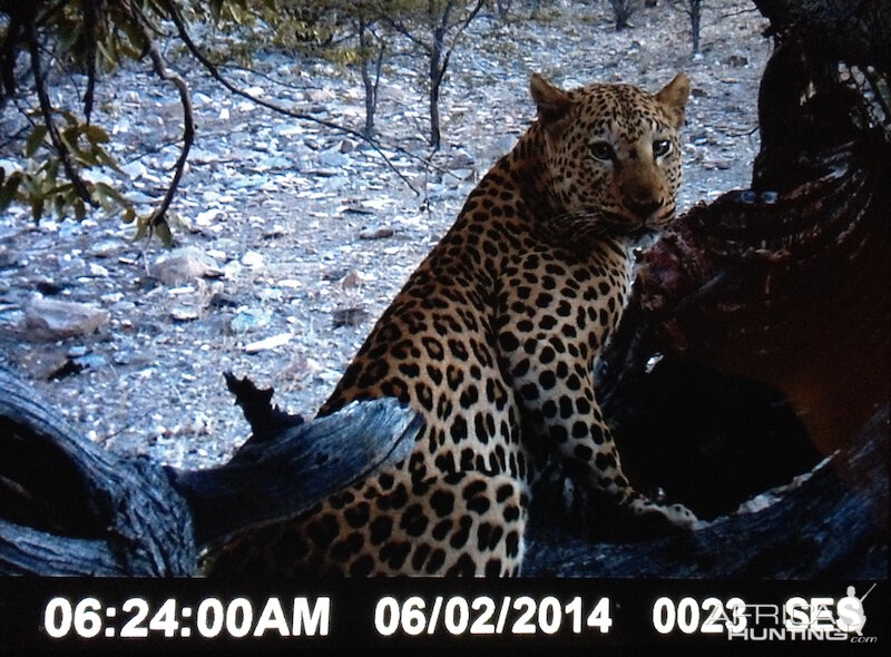 Nambia Trail Cam Leopard