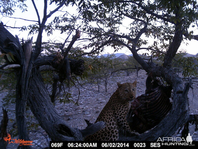 Nambia Trail Cam Leopard