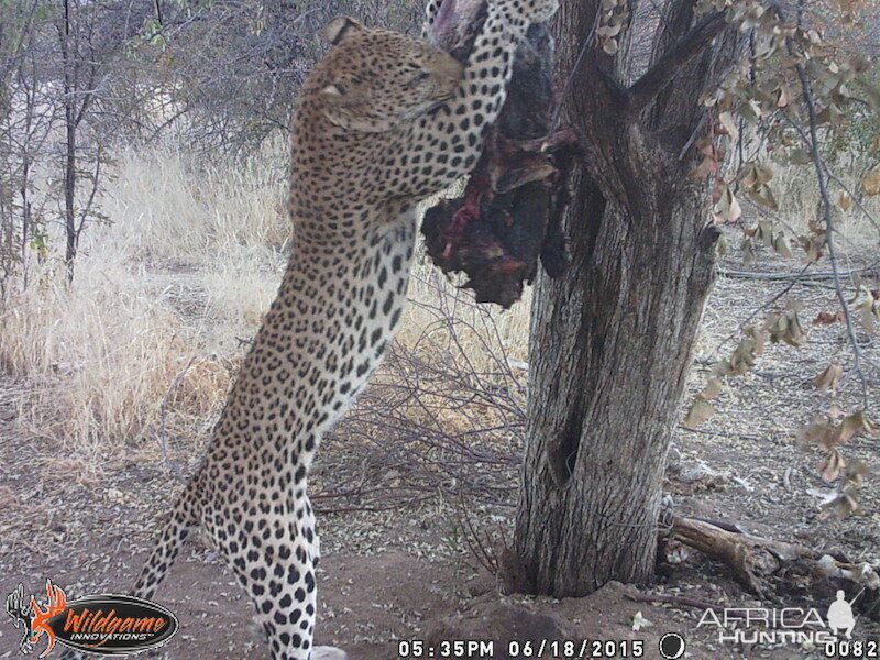 Nambia Trail Cam Leopard