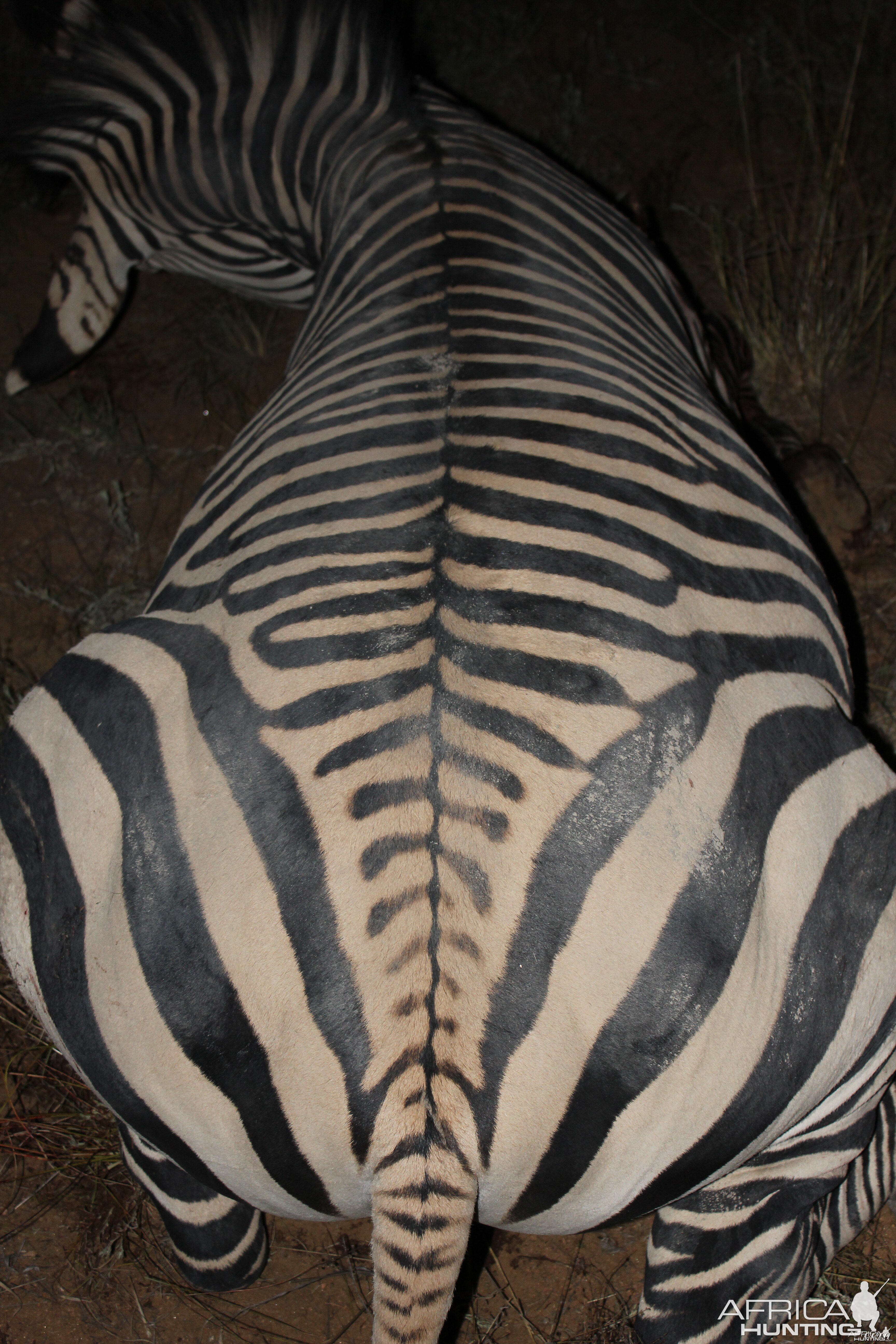 Namibia 2012 Hartman's Zebra