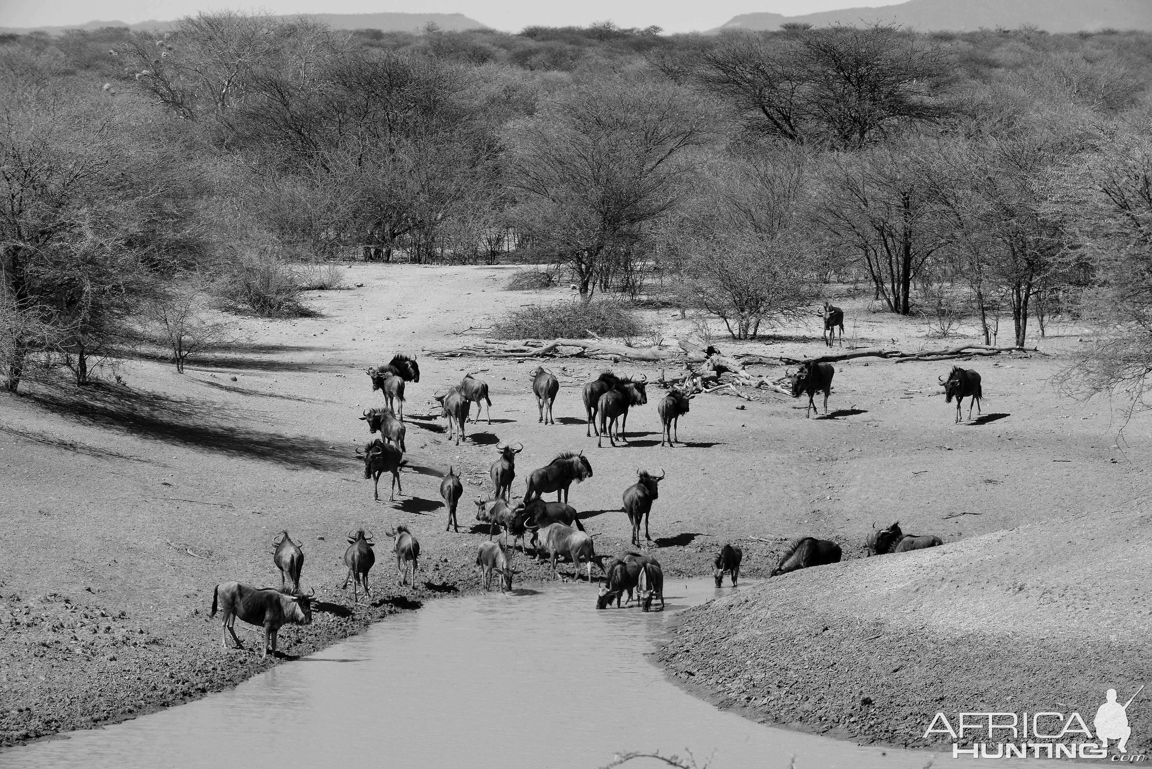 Namibia Blue Wildebeest at the waterhole