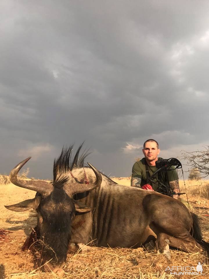 Namibia Blue Wildebeest Bow Hunting