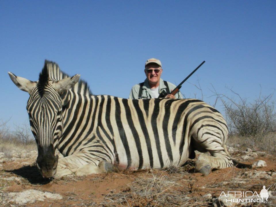 Namibia Burchell's Plain Zebra Hunting
