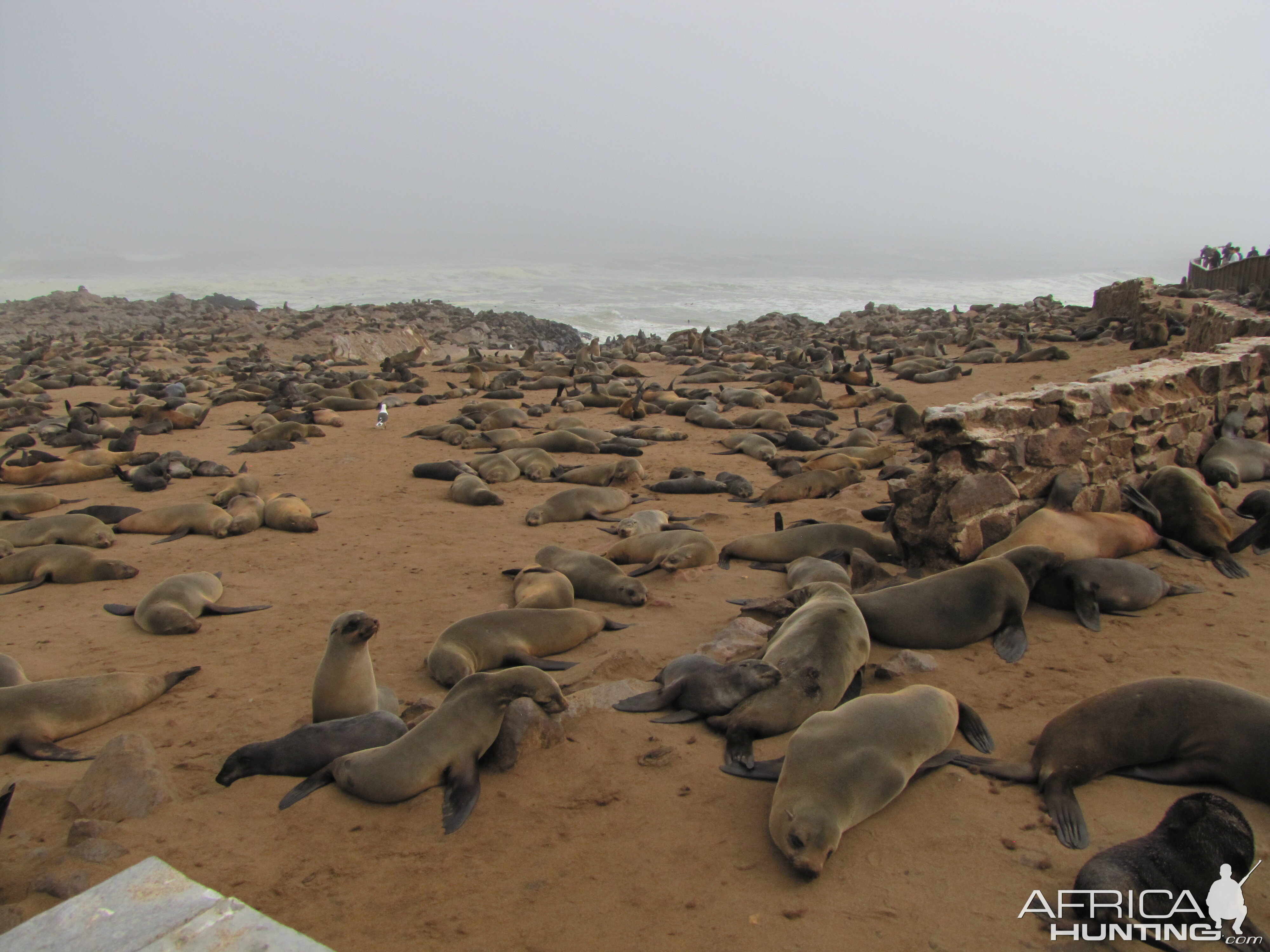 Namibia Cape Cross Seal Colony