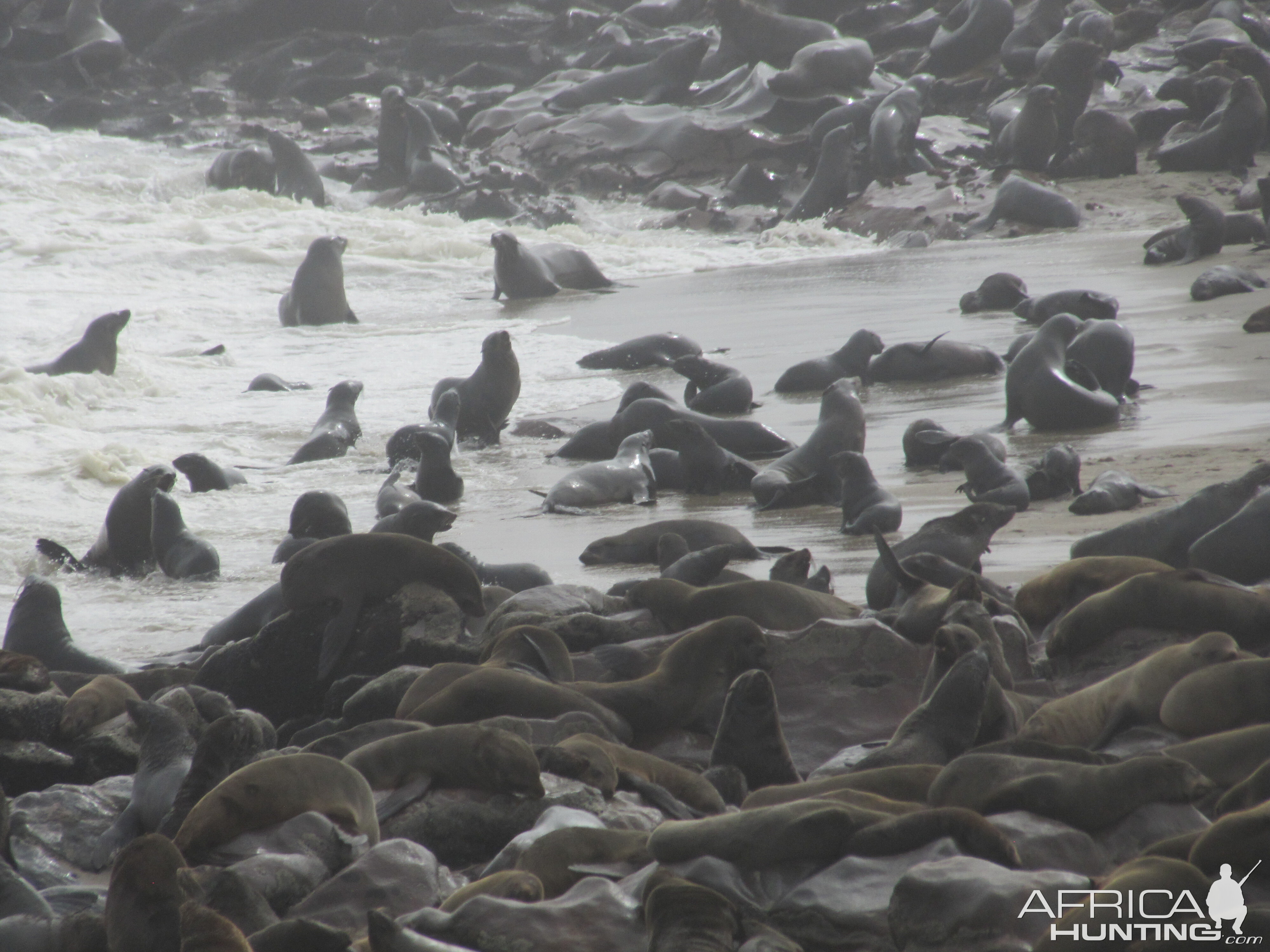 Namibia Cape Cross Seal Colony