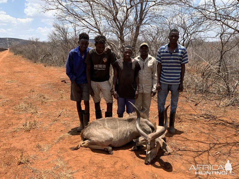 Namibia Cull Hunt Kudu