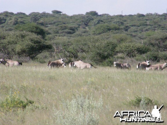 Namibia Gemsbok