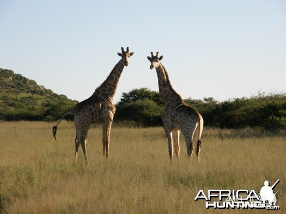 Namibia Giraffe