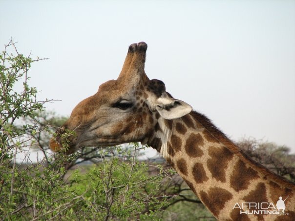 Namibia Giraffe