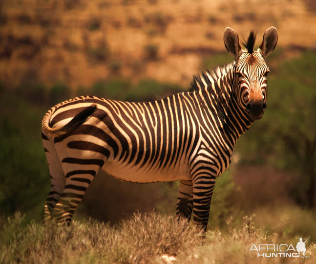 Namibia Hartmann's Mountain Zebra