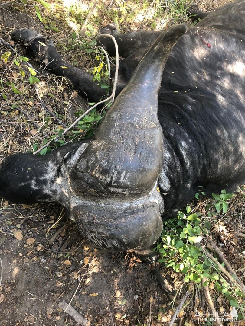 Namibia Hunt Cape Buffalo