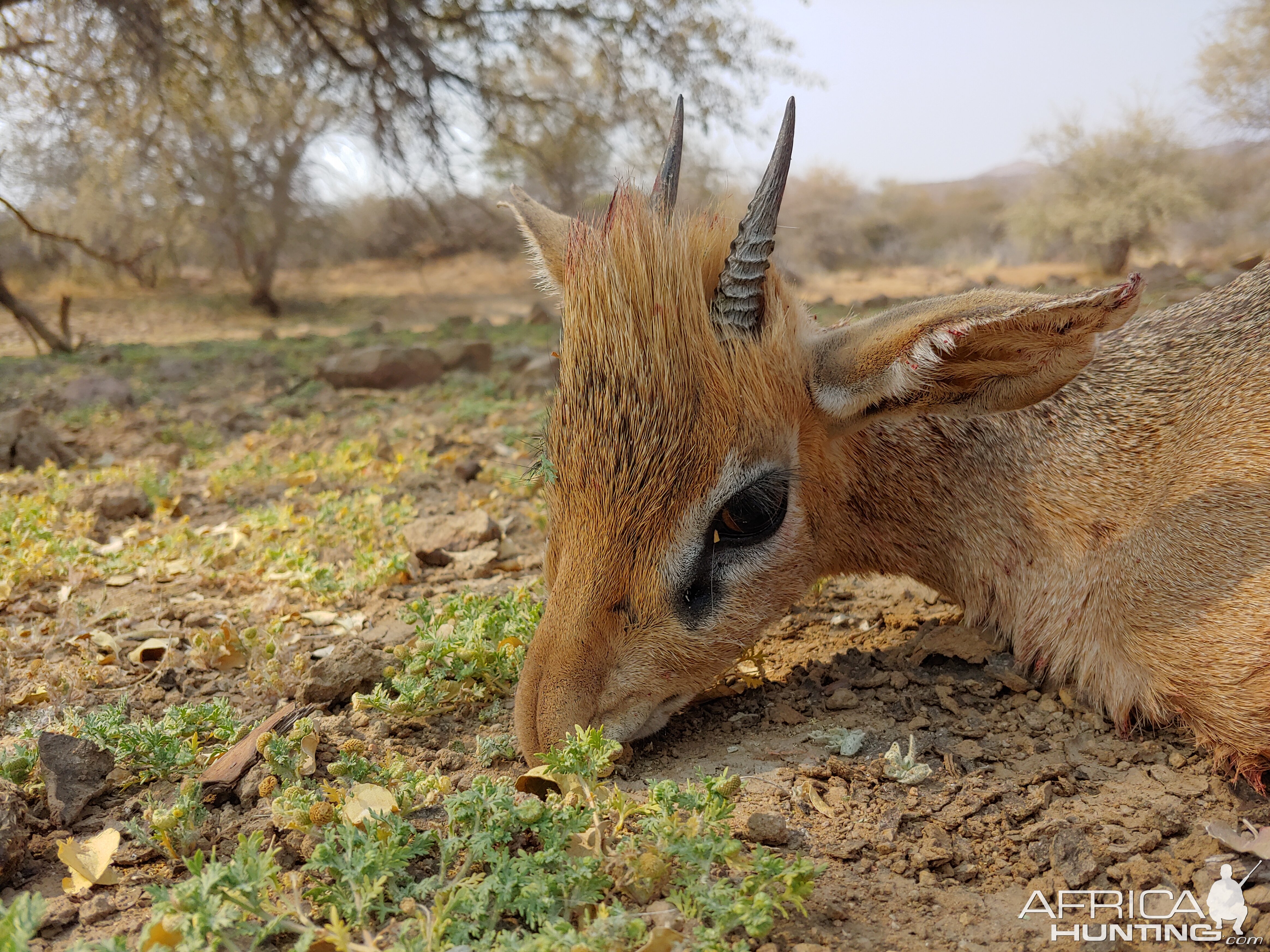 Namibia Hunt Damara Dik Dik