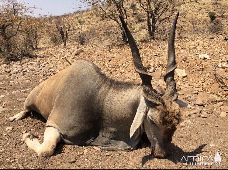 Namibia Hunt Eland