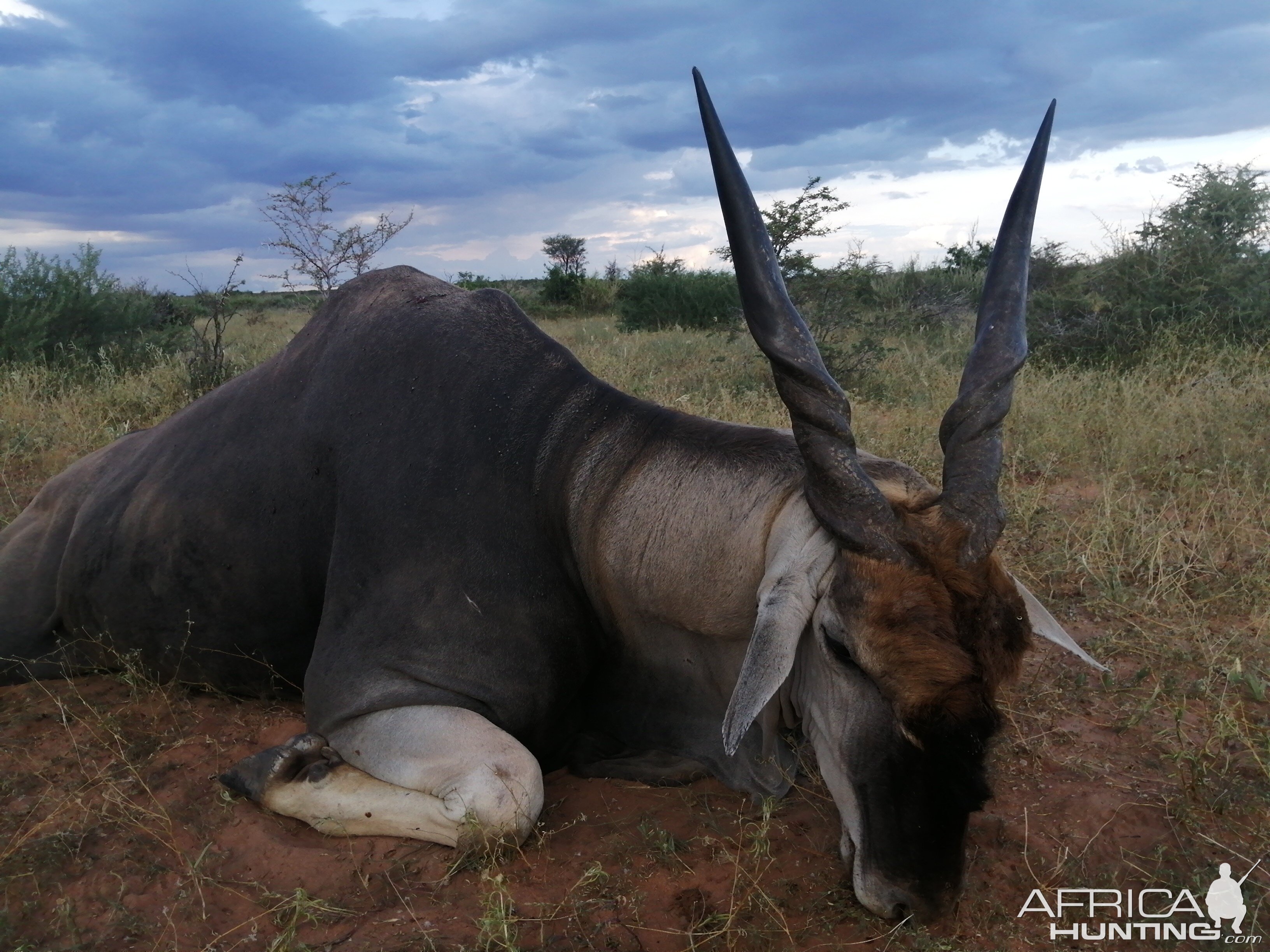 Namibia Hunt Eland