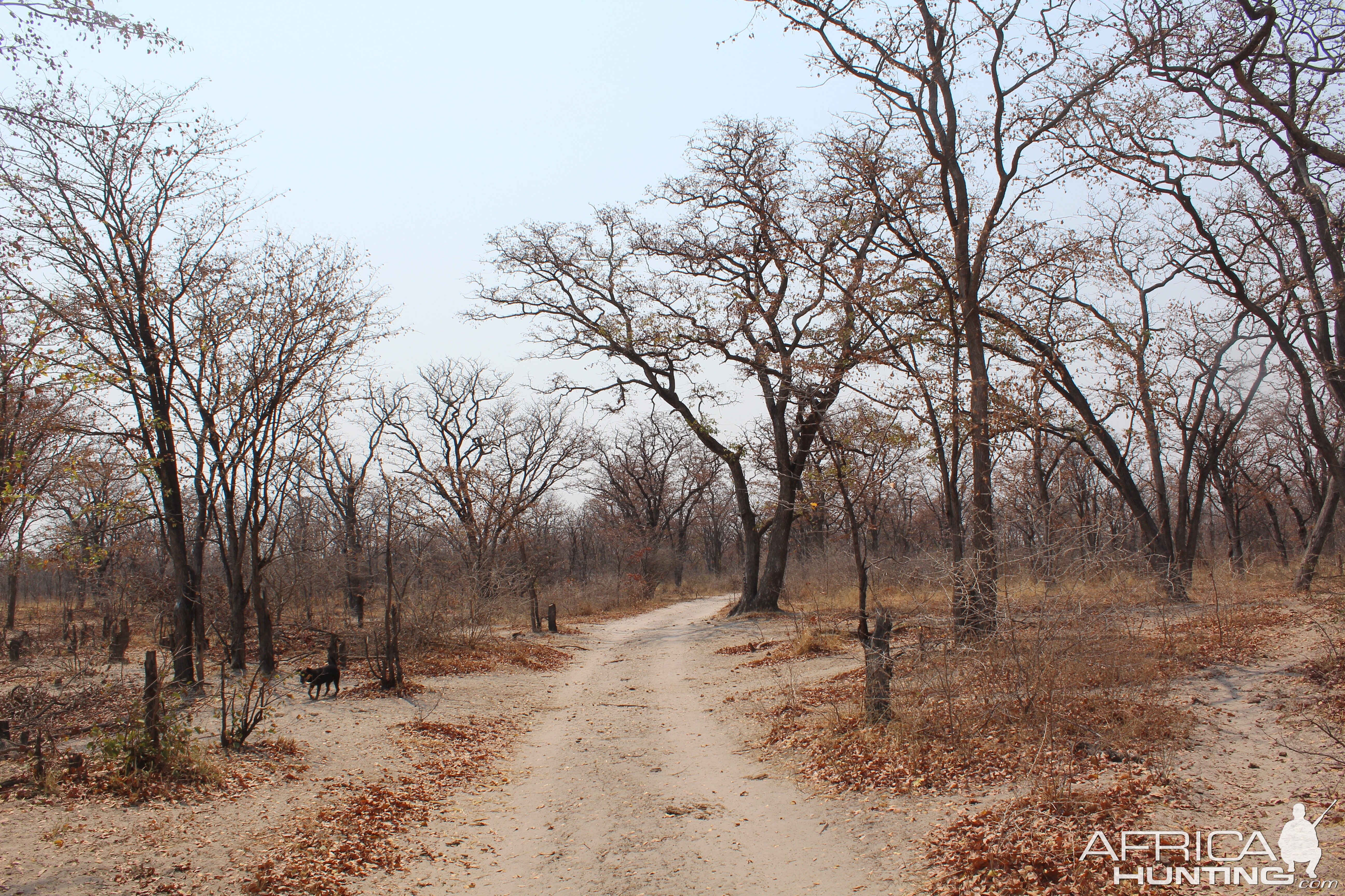 Namibia Hunt Elephant