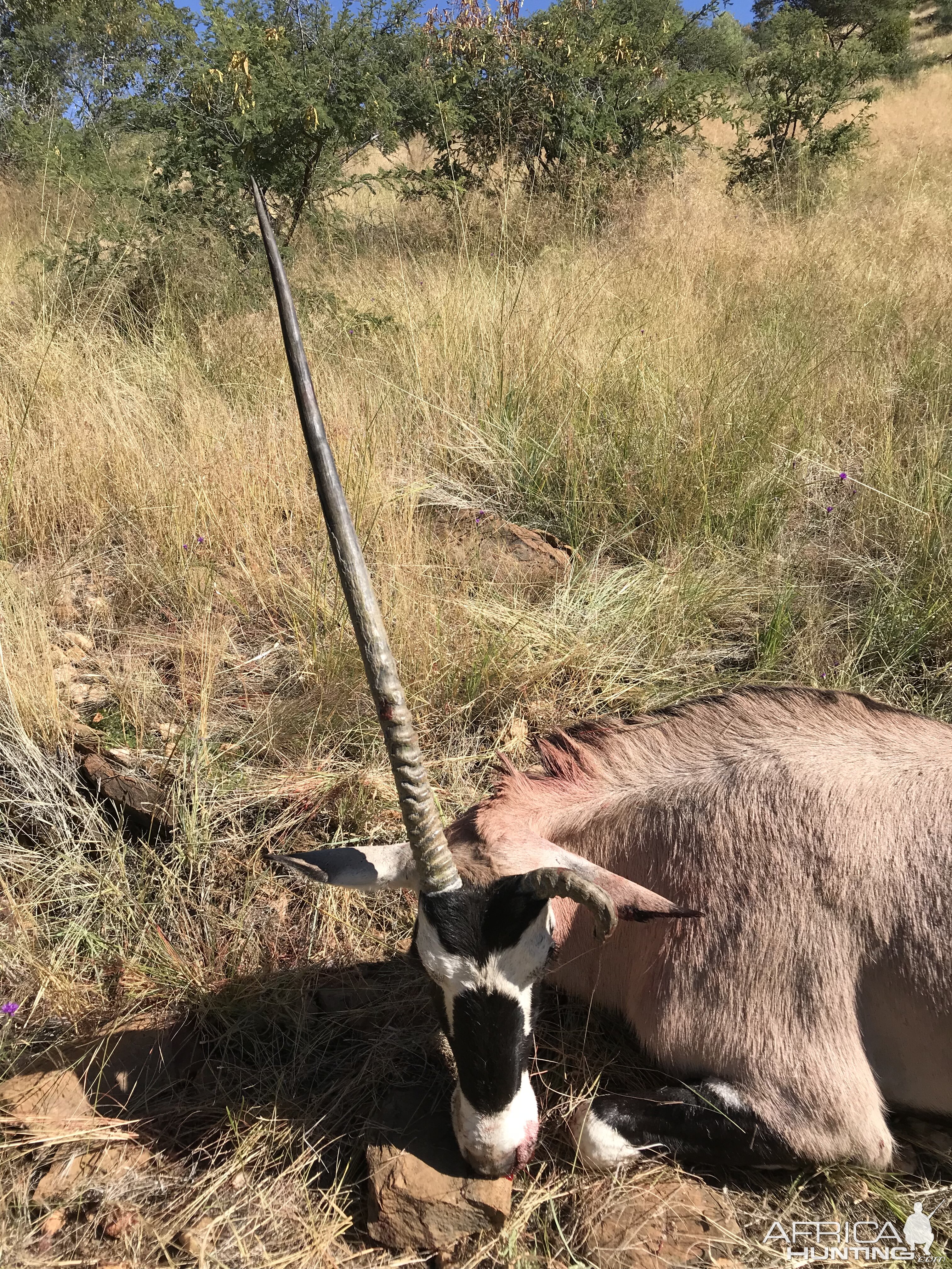 Namibia Hunt Gemsbok