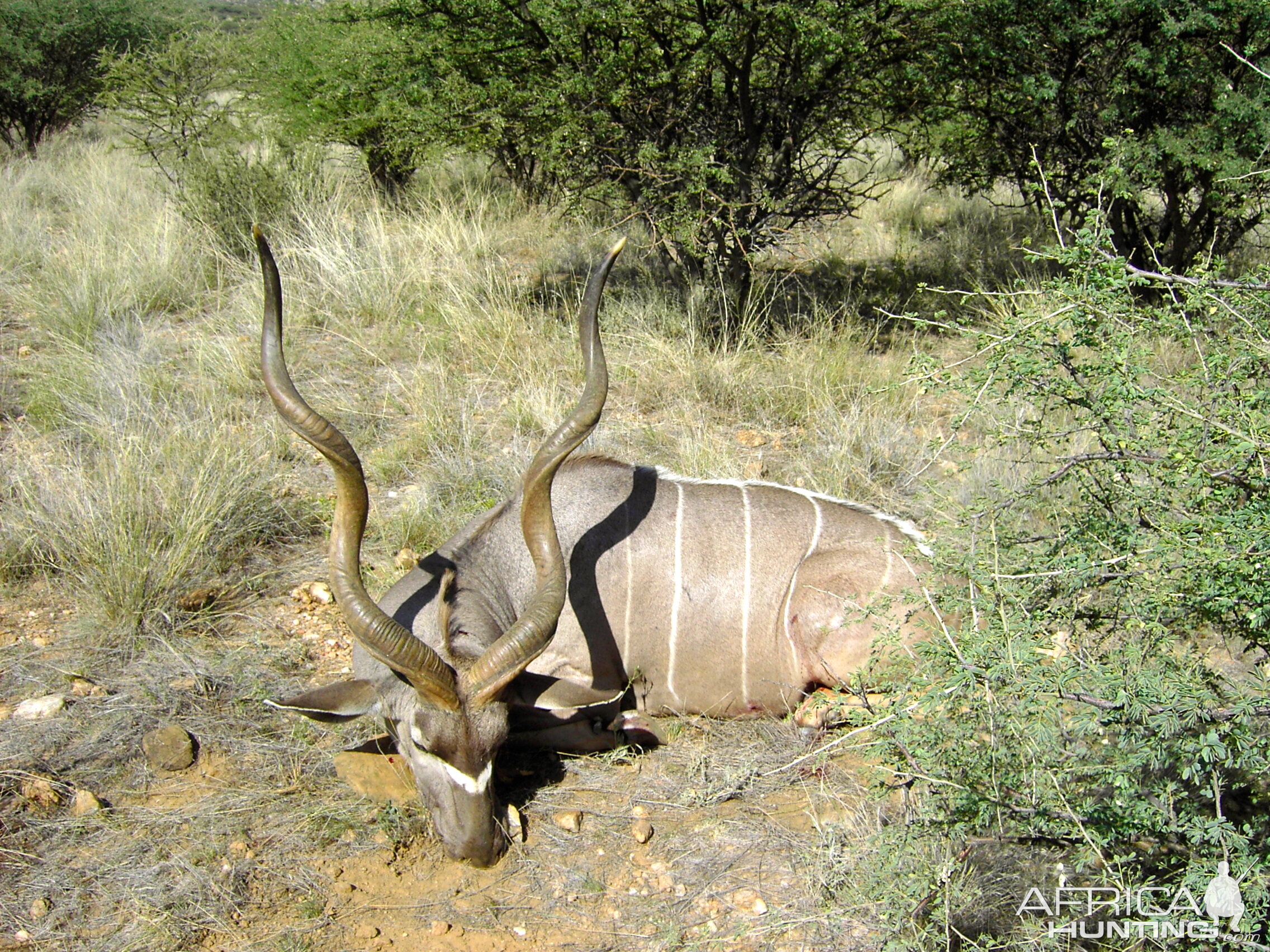 Namibia Hunt Kudu