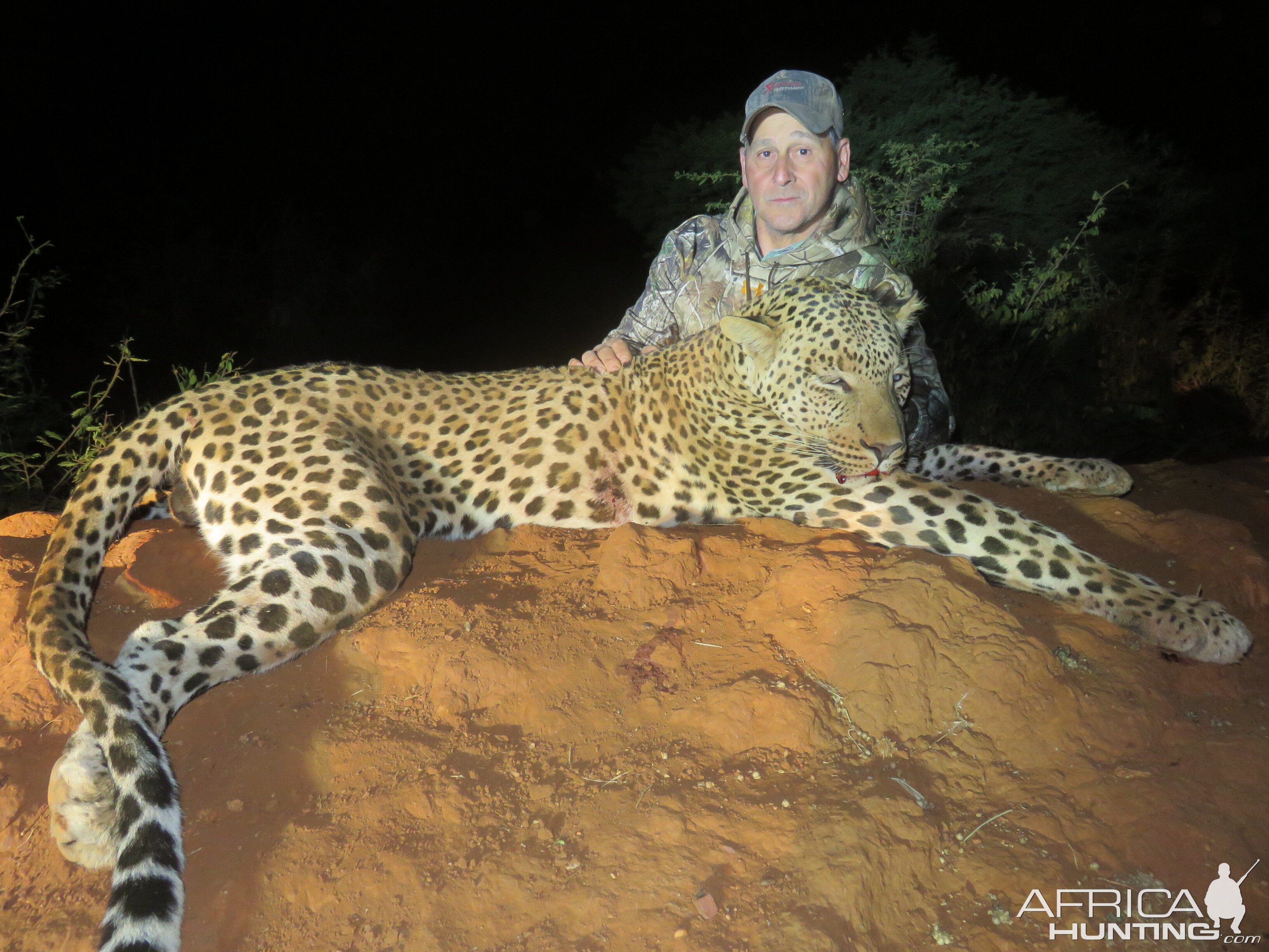 Namibia Hunt Leopard