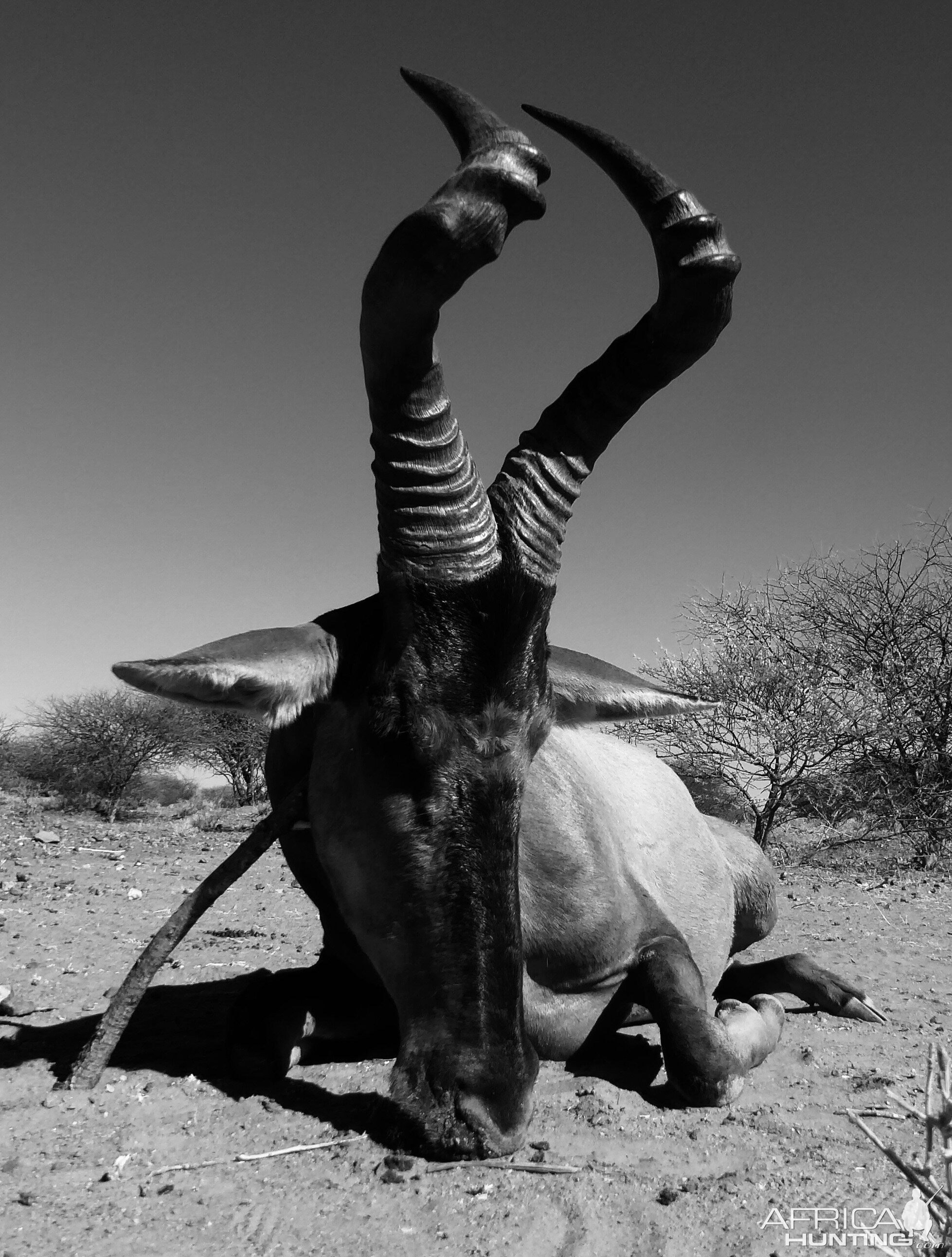 Namibia Hunt Red Hartebeest