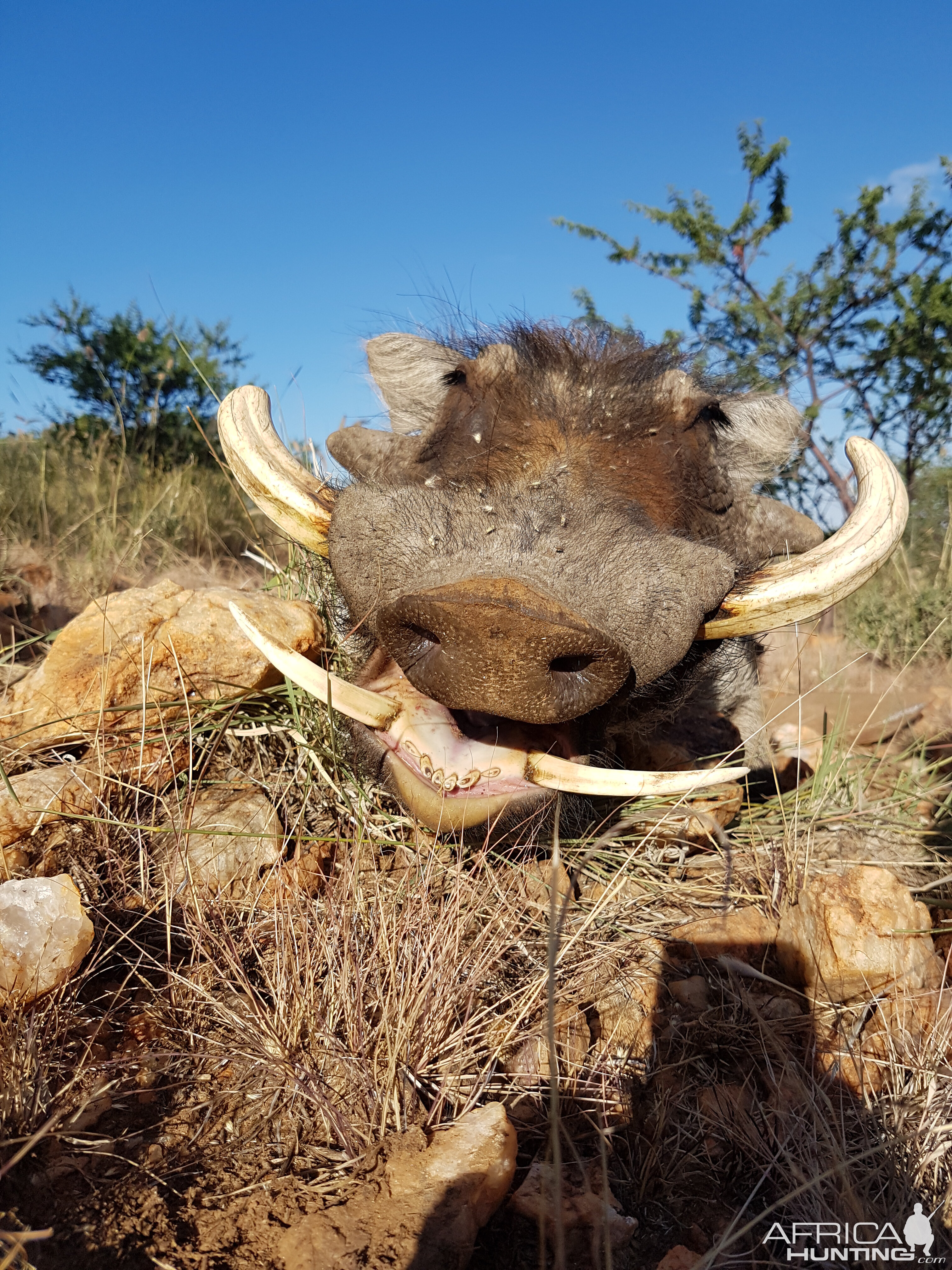 Namibia Hunt Warthog