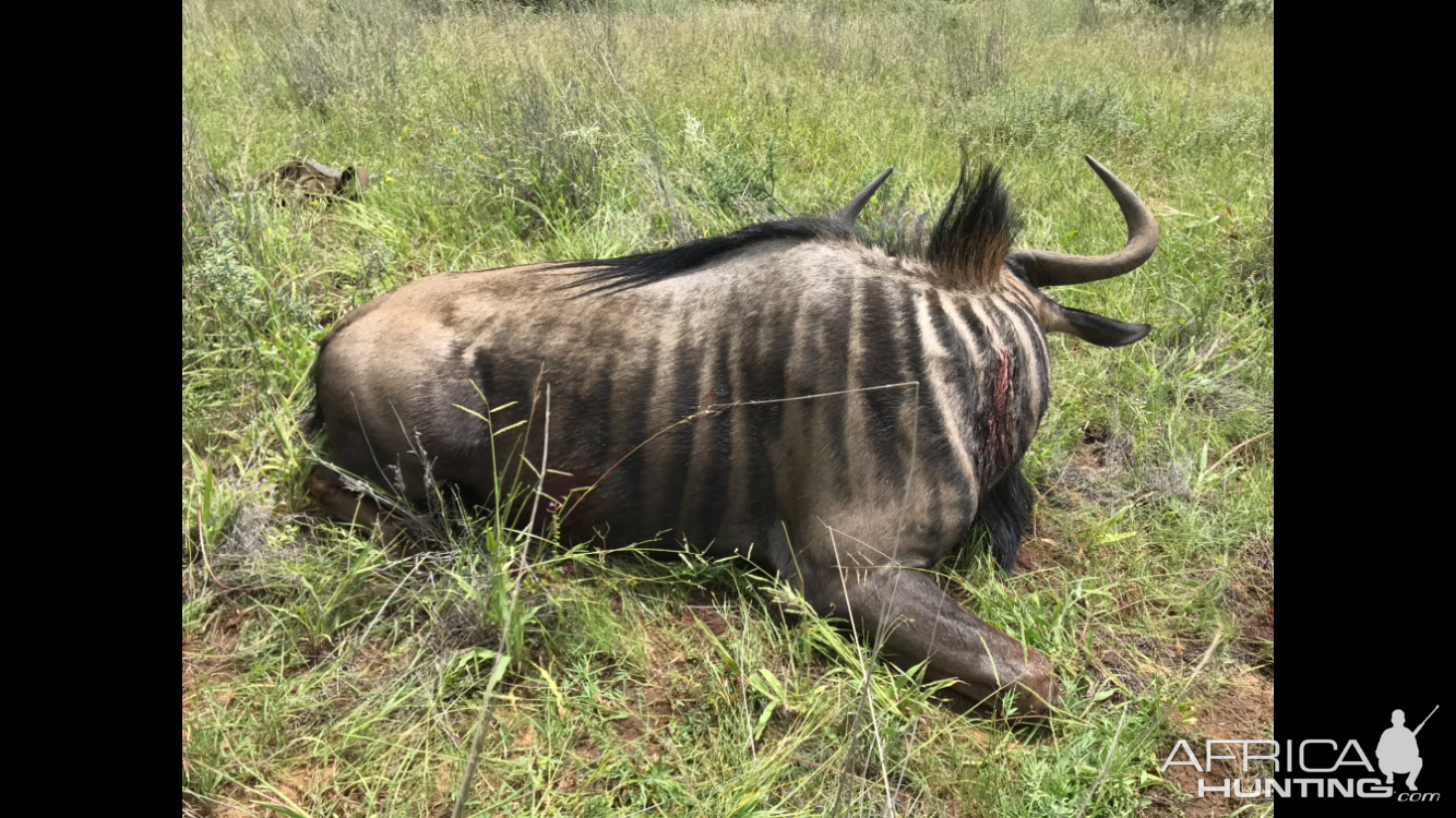 Namibia Hunting Blue Wildebeest