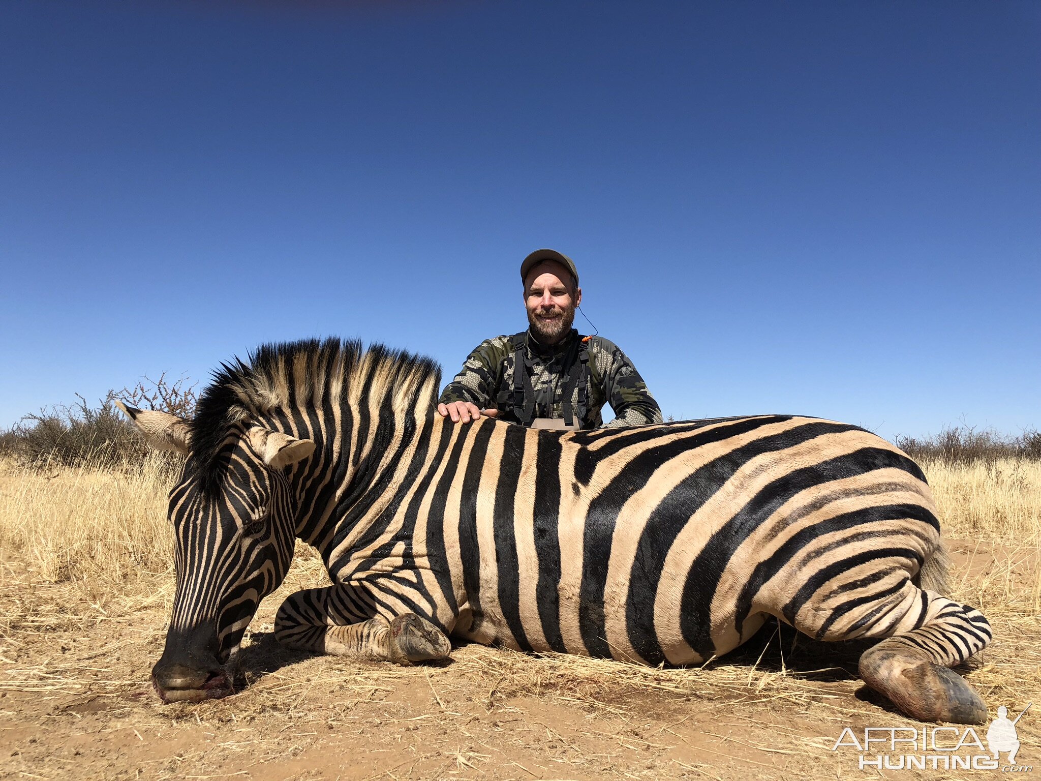 Namibia Hunting Burchell's Plain Zebra