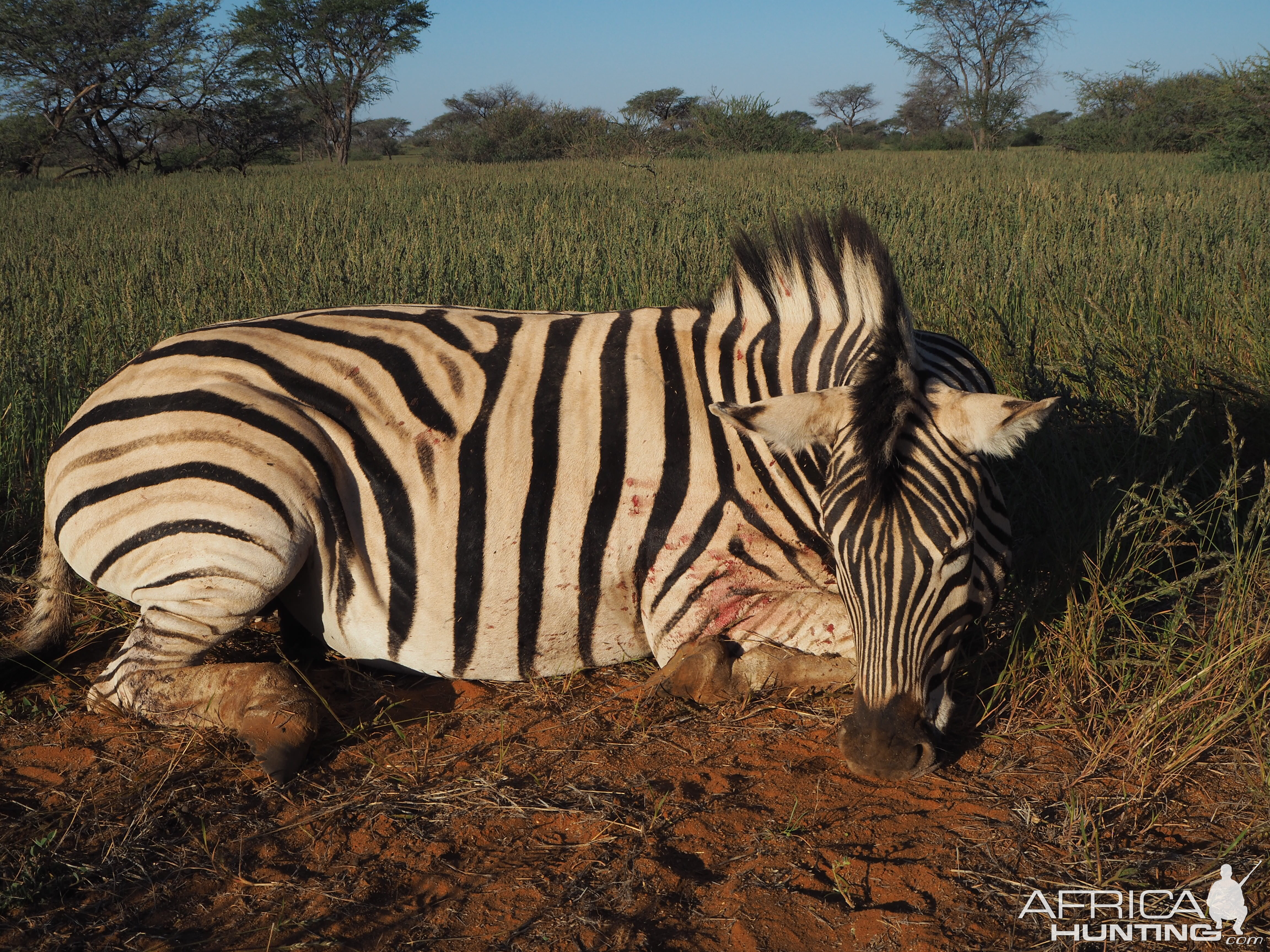 Namibia Hunting Burchell's Plain Zebra