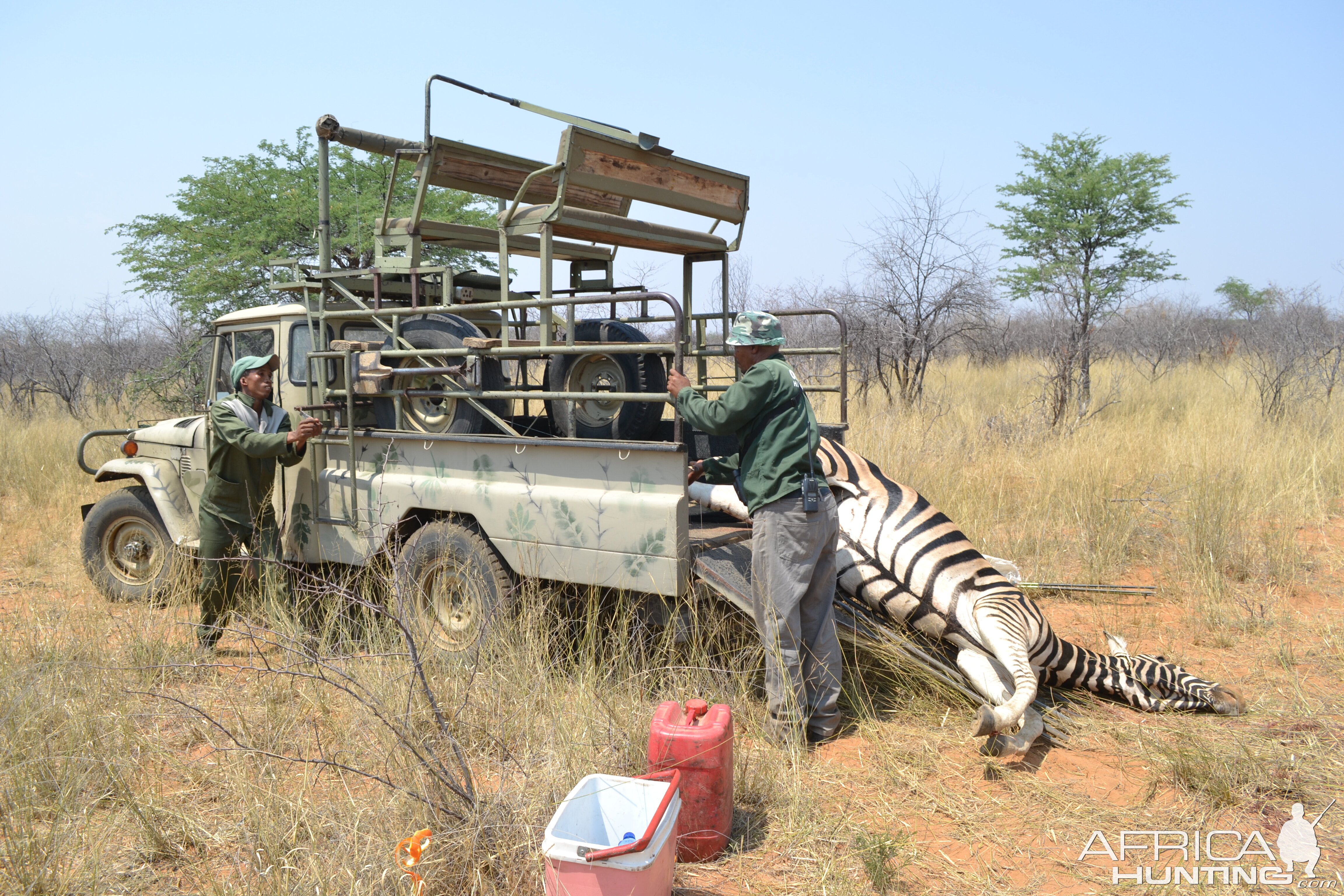 Namibia Hunting Burchell's Plain Zebra