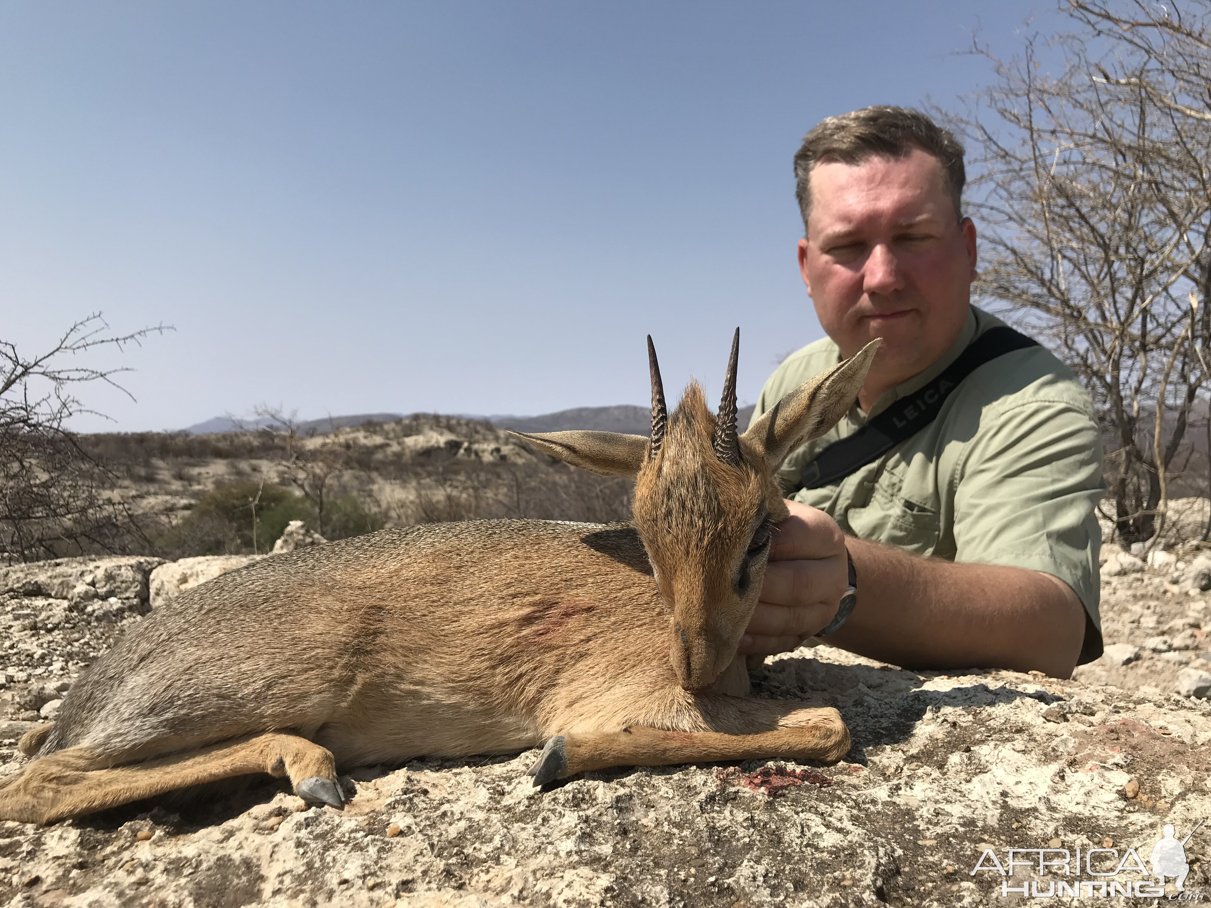 Namibia Hunting Damara Dik-dik