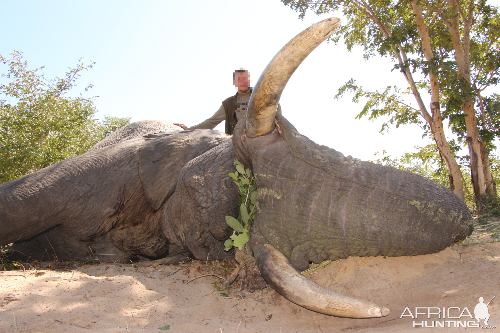 Namibia Hunting Elephant