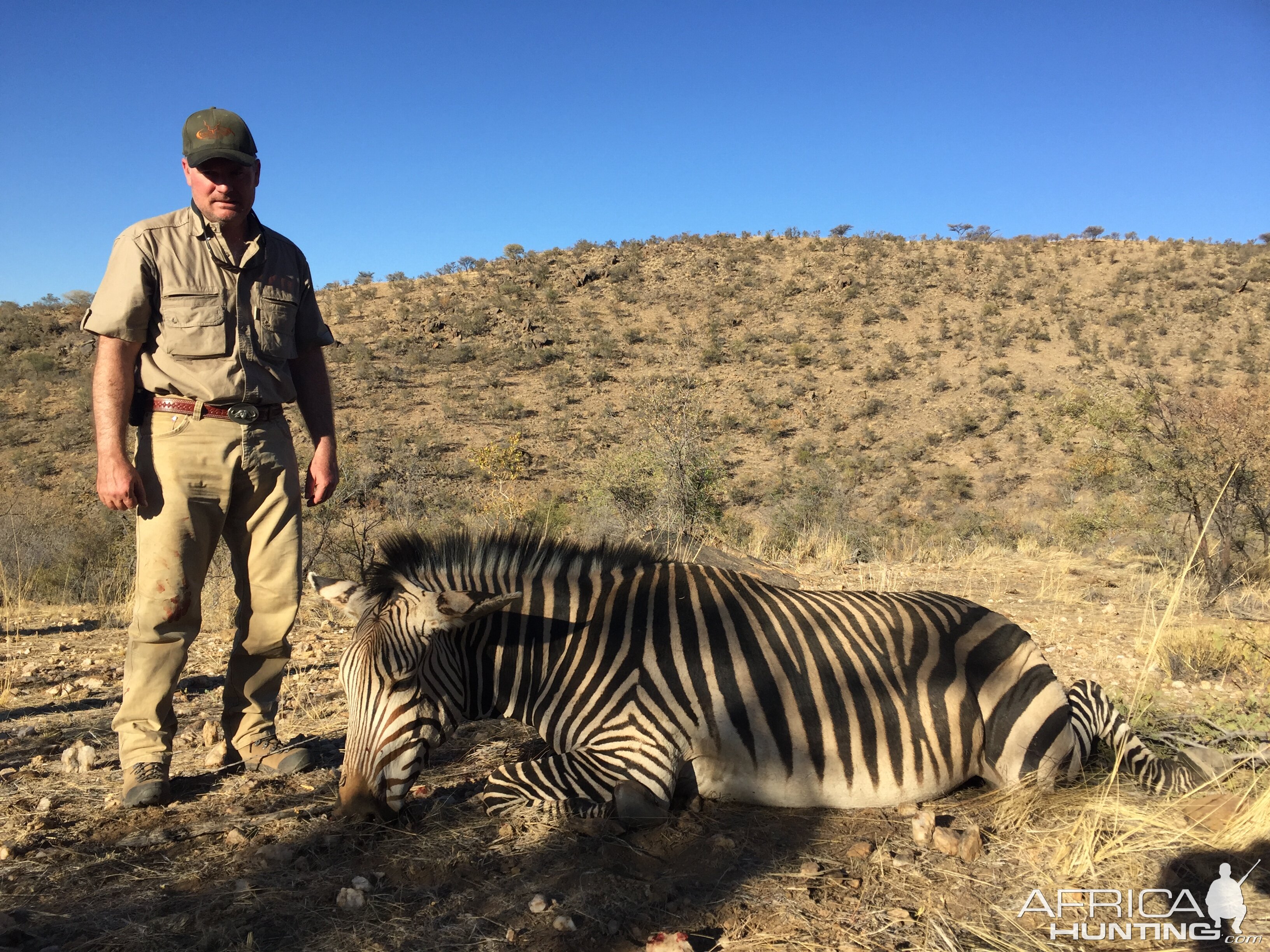 Namibia Hunting Hartmann's Mountain Zebra