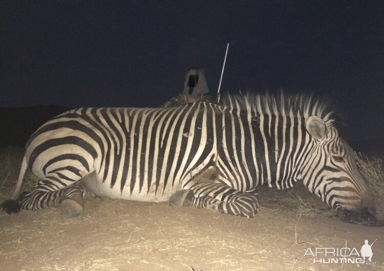 Namibia Hunting Hartmann's Mountain Zebra