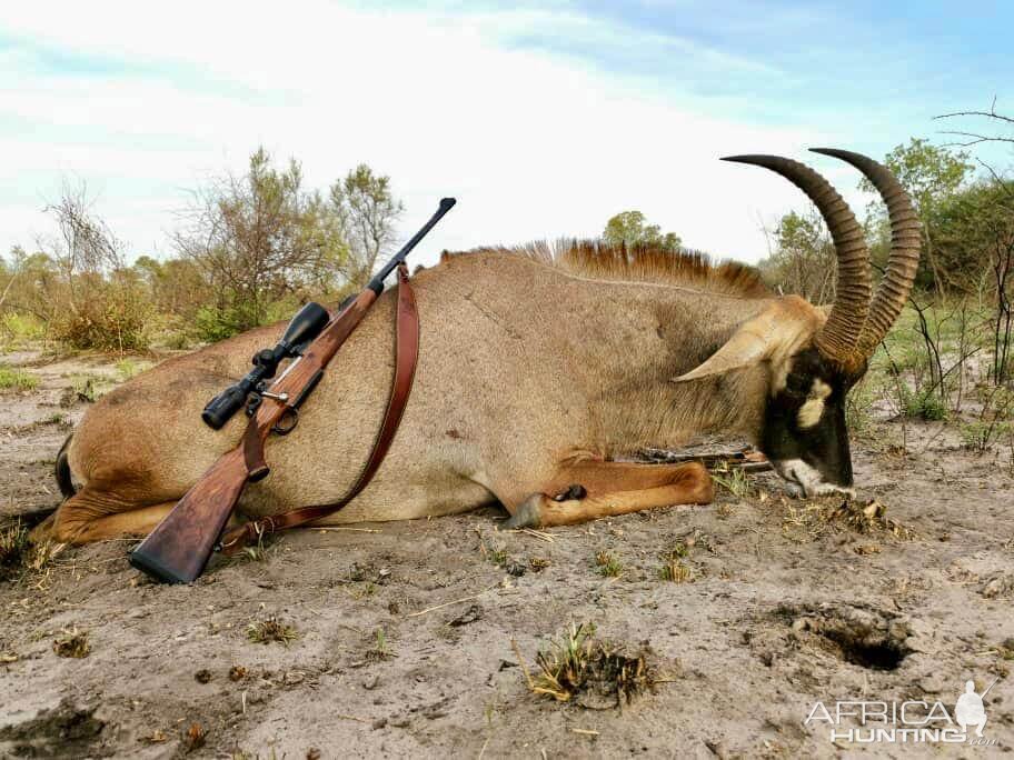 Namibia Hunting Roan