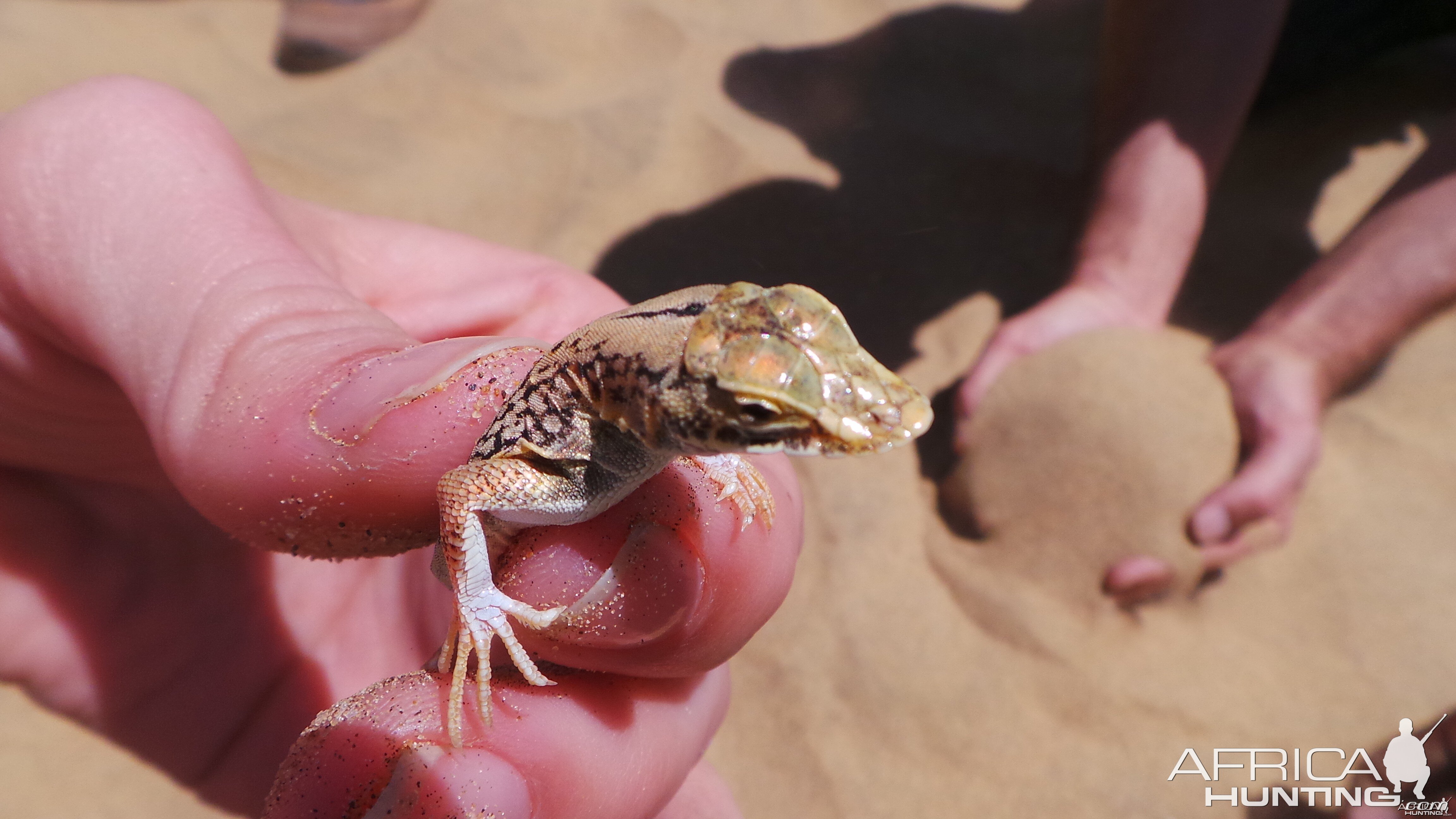 Namibia Sand Diving Lizard Sandwich Harbor Namibia