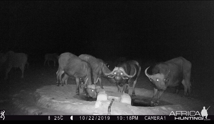 Namibia Trail Cam Pictures Cape Buffalo