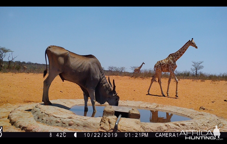 Namibia Trail Cam Pictures Eland & Giraffe