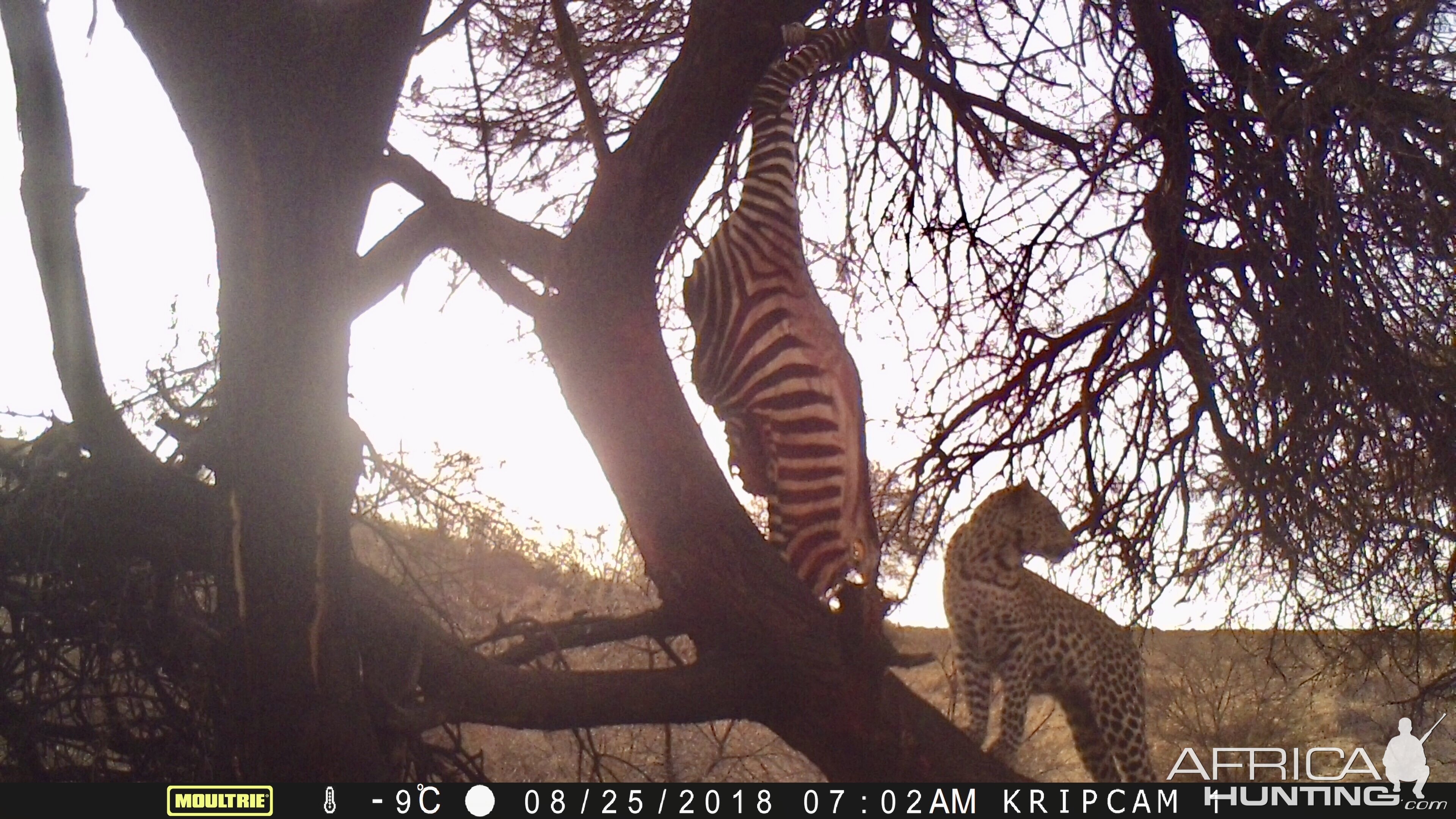 Namibia Trail Cam Pictures Leopard