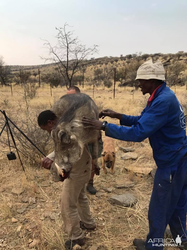 Namibia  Warthog Hunt