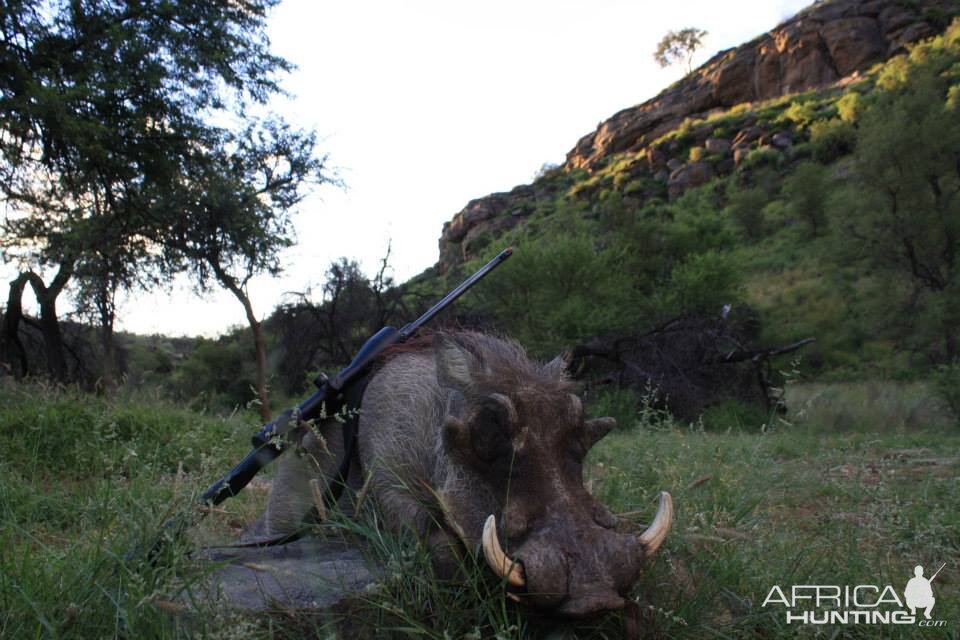 Namibia Warthog Hunting