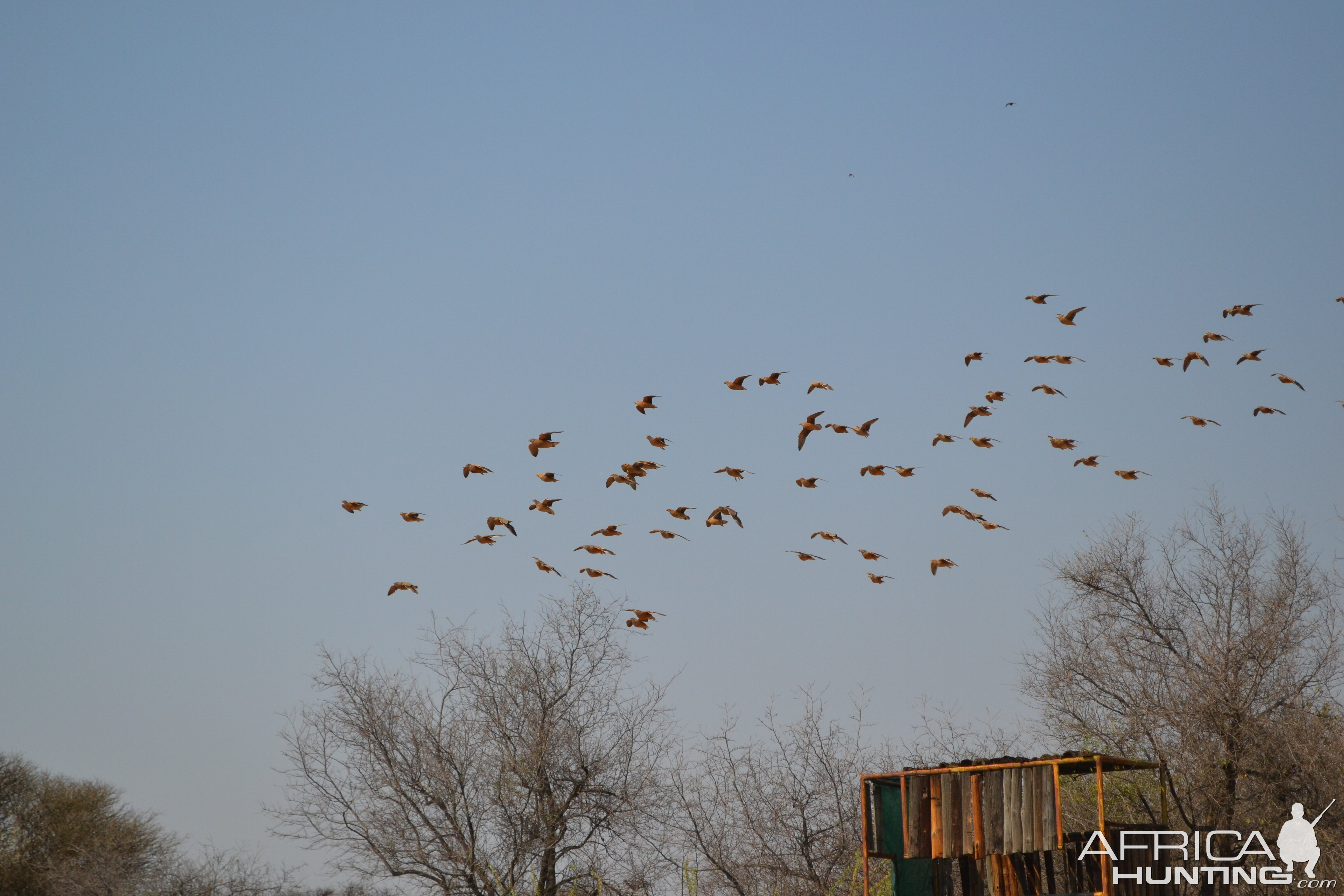 Namibia Wing Shooting Sand Grouse