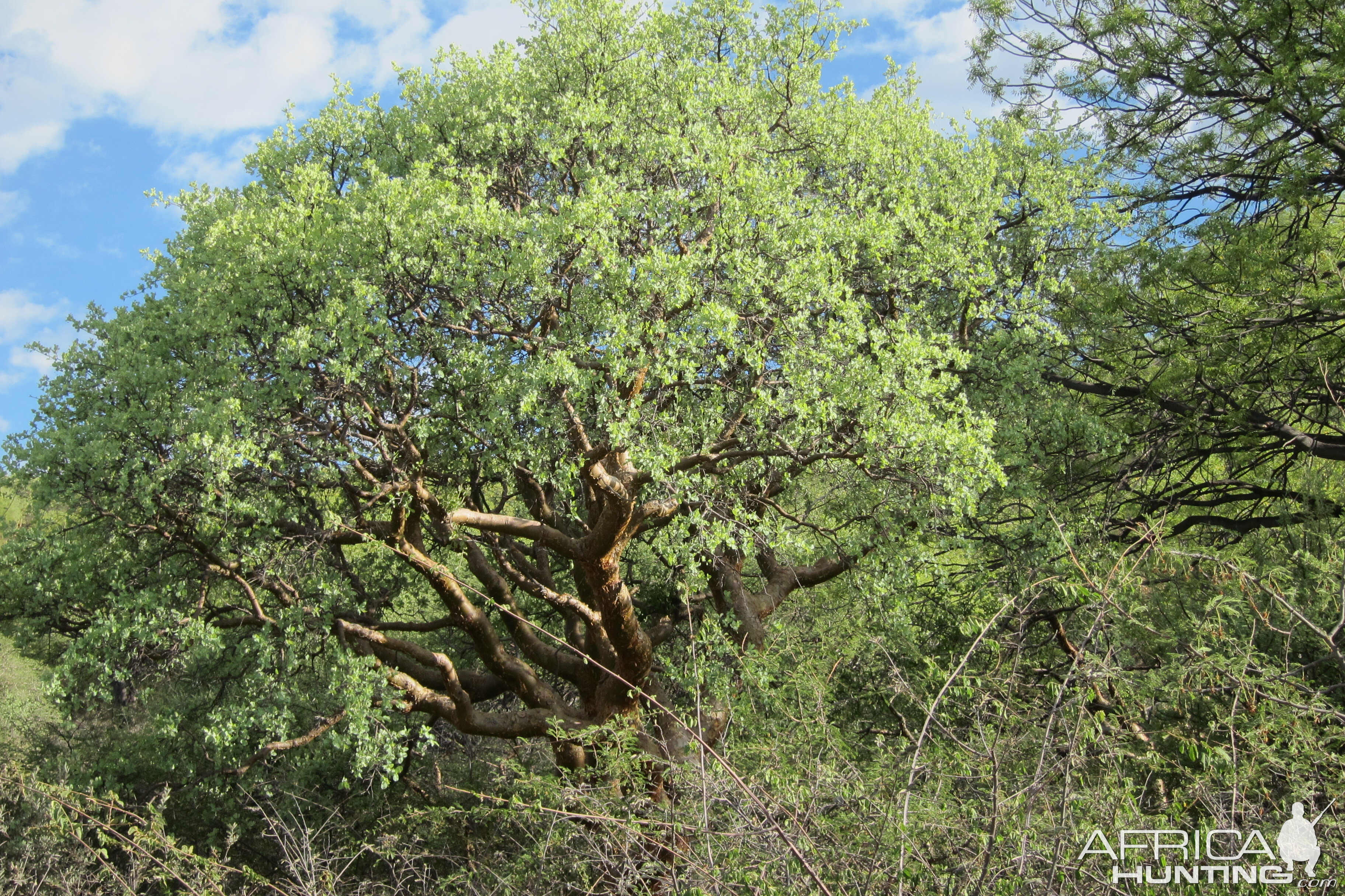 Namibia